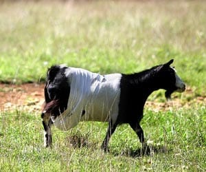 Goat in a bra