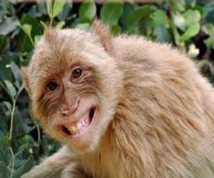 monkey and dog story.