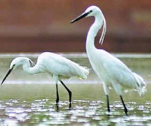 trip to nawabganj bird sanctuary