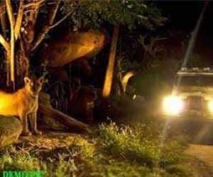 night safari staff will be trained