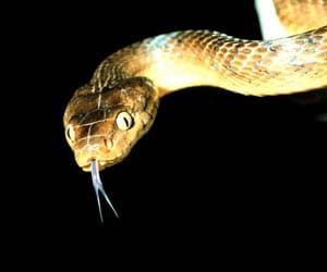 snake in jail