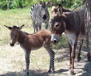Rare ‘zonkey’ born 