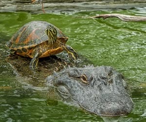 turtle on the back of an alligator