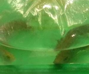 man attampts to smuggle fish