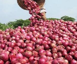 onion will become cheaper in up
