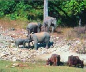 tiger not seen in rajaji tiger reserve.