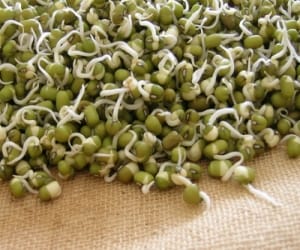 Pulses fed the face of tenants