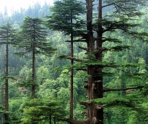 deodar will remove pine tree from uttarakhand.