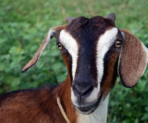 man caught having sex with goat