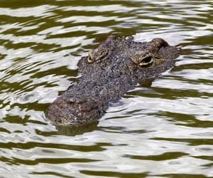 Crocodile traps tourist on island for 2 weeks