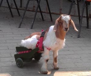 paralysed goat walks again