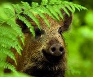 wild pig attack on teachers.