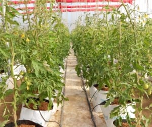 Israel Soilless techniques
