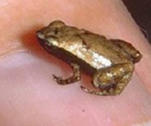 gardiner frog
