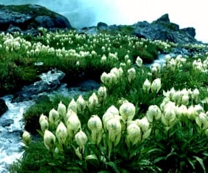 Badrinath Puri arose fragrance of bramhakamal