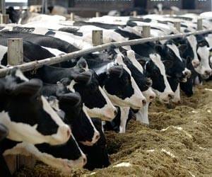 Alone now will protect cows
