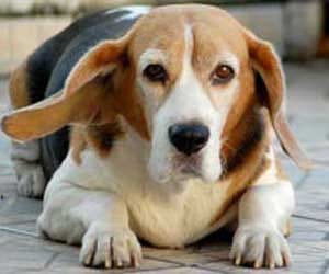 Attacked by stray dogs, thieves ditch 15kg gold