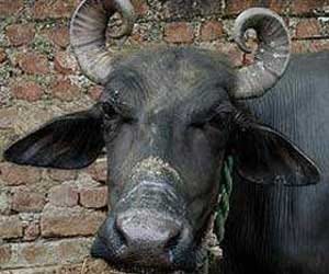 Lost buffalo creates problem against Police.