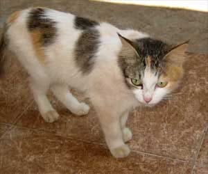 evil impact of cat in house