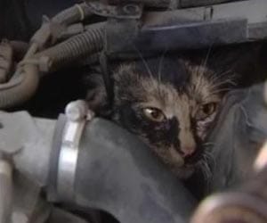 Police called to remove cat that refused to leave from car engine
