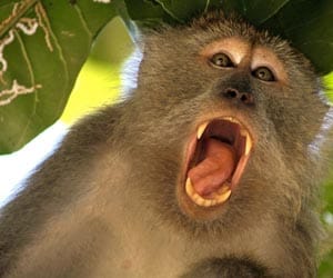 helpline for those who are facing problem by monkeys