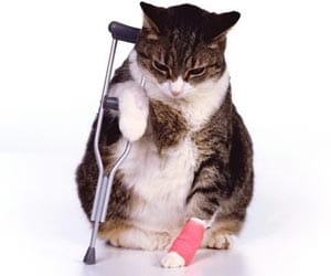 cat survives 11-story fall 