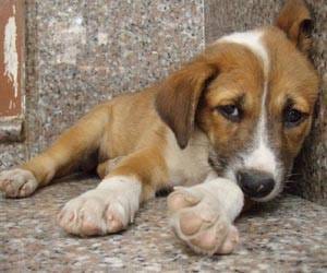 Thieves steal and gang-rape dog