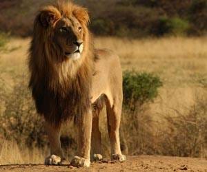central team visits lion safari park