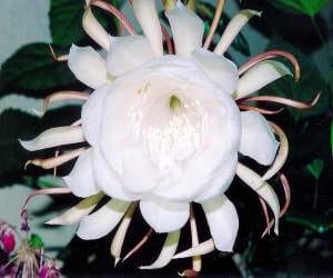 congress demands to cover lotus in mp 