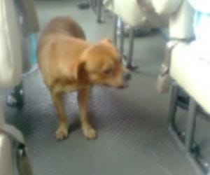 Desperate dog searches bus every day
