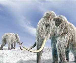 New-reports-on-mammoth