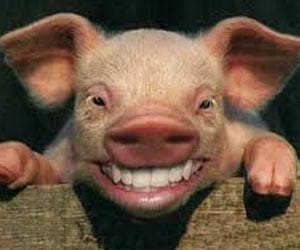 pig tries to fight cow after drinking 18 cans of beer