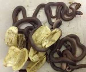 dead snake found in food served by hospital canteen