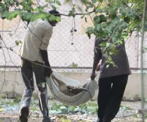 death of black buck