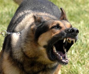 Four people, dog biting, then the injection will