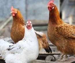 poultry expo to be organized in lucknow