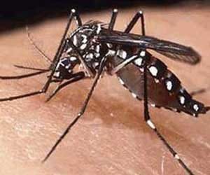 17 cases of dengue in himachal, alert.