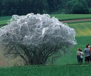 Tree resembles spooky giant cobweb after it's covered in silk