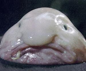 Blobfish voted world's ugliest animal