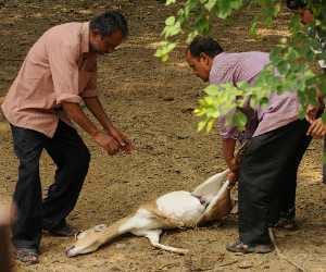 zoo director renu singh transferred