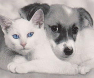 a cute cat steals dog food