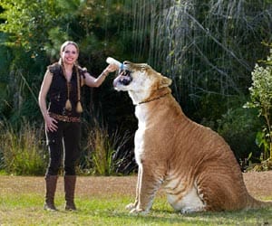 the world's largest living cat 