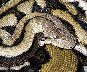 python eats dog