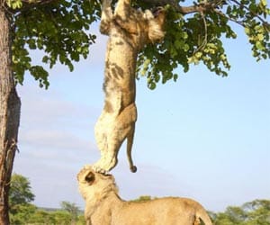 lion vs man