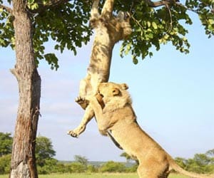 four more lions will roar after 55 hours