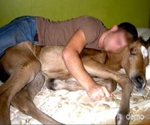 man filmed self having sex with horse and 2 dogs