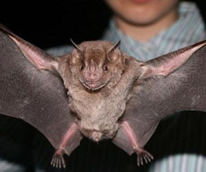 Bat gives birth with help of nurses