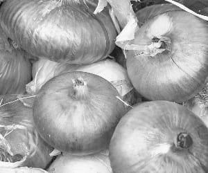 Onion sales declined