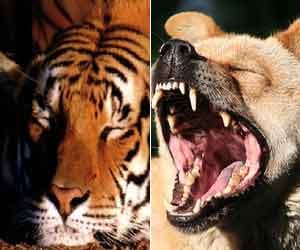 dog attacked, lion admitted in hospital