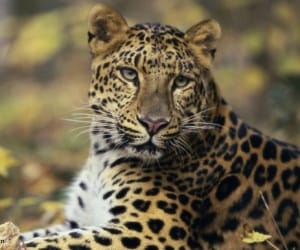 leopard enter in school at rishikesh.